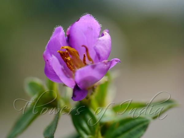 Slender Osbeckia